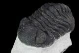 Bargain, Morocops Trilobite - Visible Eye Facets #92205-2